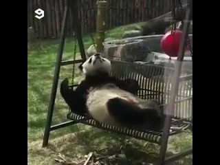 Панды (vhs video)