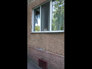 Кисик делает мяу