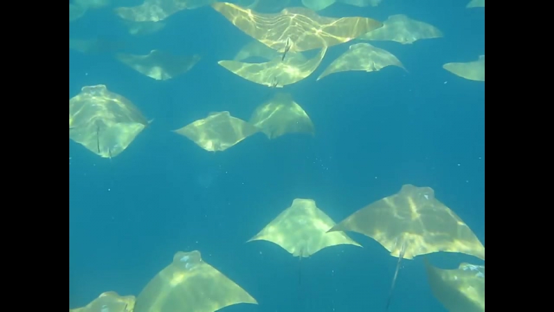 Amazing stingray migration