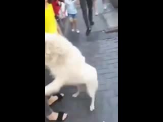 Moment a family is reunited with their lost dog outside a restaurant more than 50 miles away after the poor pooch was dog napped