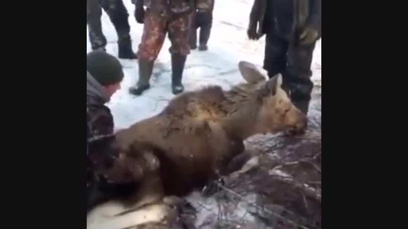 Маленький лосенок застрял в снегу в курганской области, но его спасли егеря