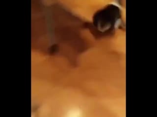 Видео гангстера