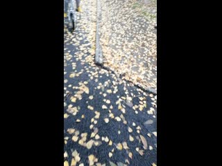 Vid 20201101 122233 mp4