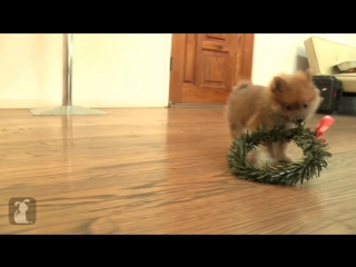 Christmas wreath on a pomeranian puppy