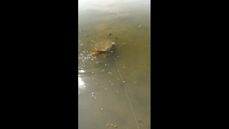 Сазан с рогатки