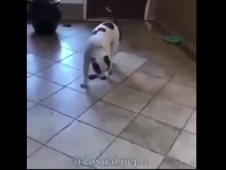 He’s so exited to get a new bone