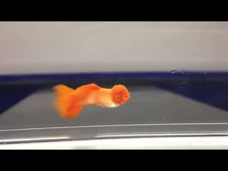 King koi guppy