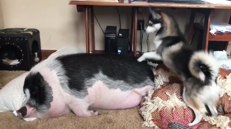 Вставай свинья хватит уже спать молодые хаски будет хряка почему поросёнок не в сарае это что новый вид породы комментируем сами