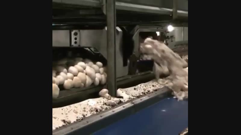 Mushroom 🍄harvesting machine