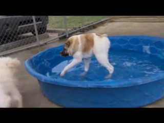 Webm funy dog