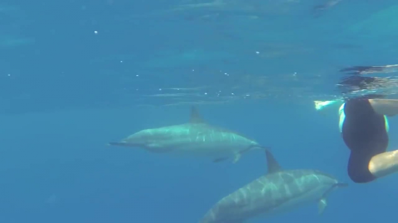 Dolphins porn video – Swimming with wild dolphins in hawaii