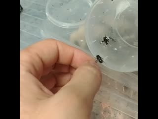 Phidippus regius hunting