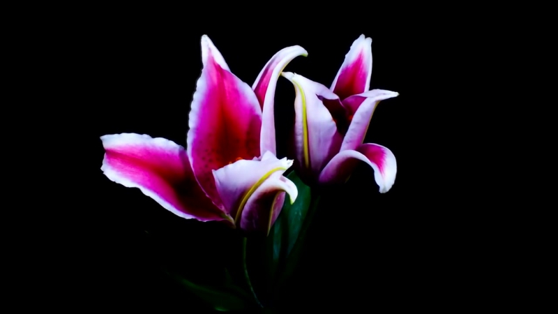 Crystal castles – their kindness is charade (unofficial)