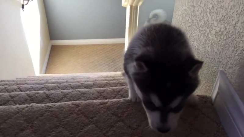 Husky porn video – Husky puppy tumbles down stairs