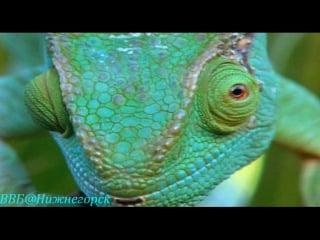 Bbc «ребятам о зверятах игуана игби» (документальный, 2005)