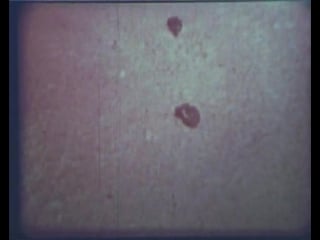 Научфильм биология фильм 11 наследственность и среда модификации