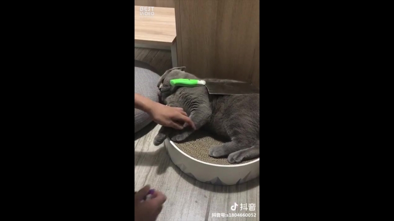 Как подстричь коту когти