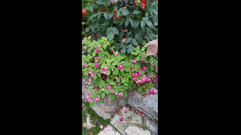 Ванька мокрый и герани