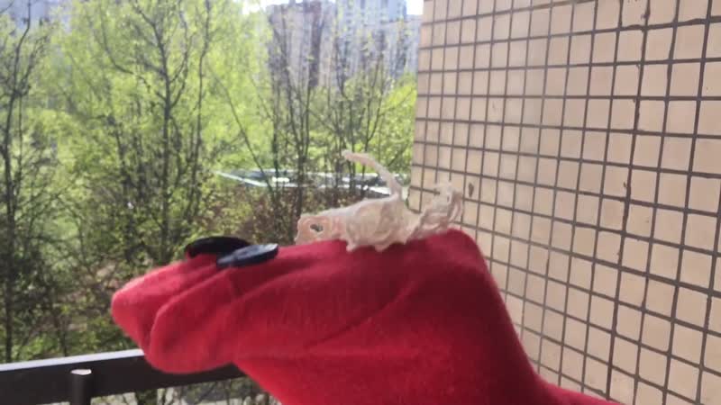 Занятие этюды с куклой одиночные