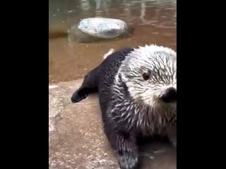 Милашка калан