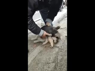 Turkish shopkeeper saving a goodboy