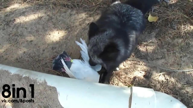 Лиса луна ехидно смеётся над убитым голубем / luna the red (silver) fox, gets a pigeon flavored treasure!