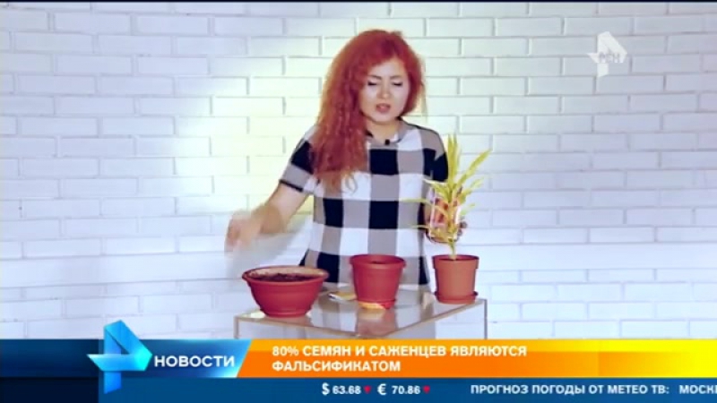 Садоводы отмечают рост доли фальсификата на рынке семян