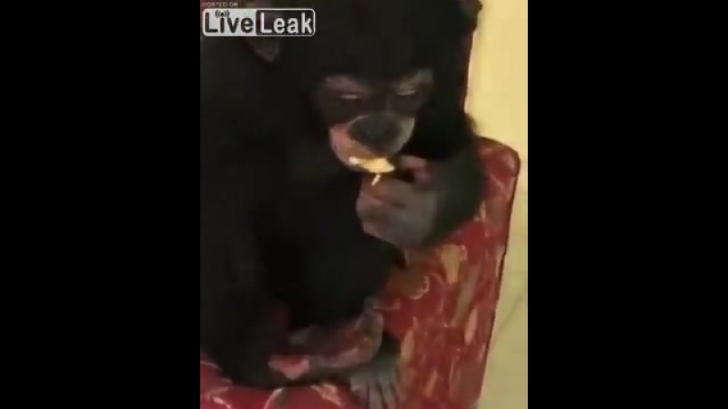 Накурили мартышку