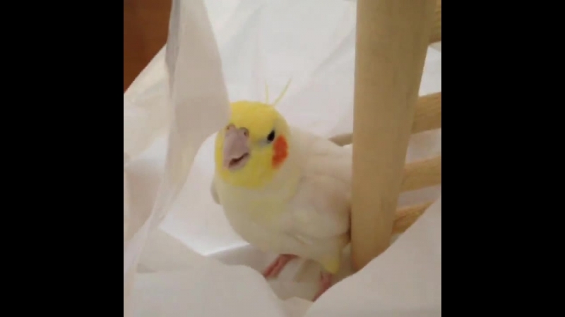 Ачиа