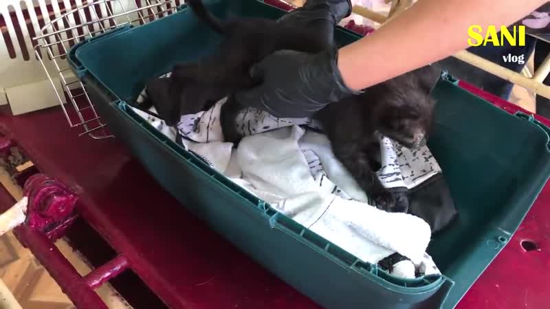 [sanishow] спасение котенка без глазика котята ищут дом / sani vlog