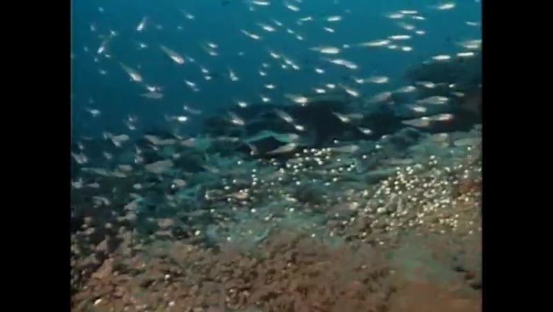 Повторное открытие мира #16 борнео призрак морской черепахи