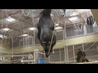 Shabani, a 5 ft 11, 418 lb silverback, gracefully balancing on a rope