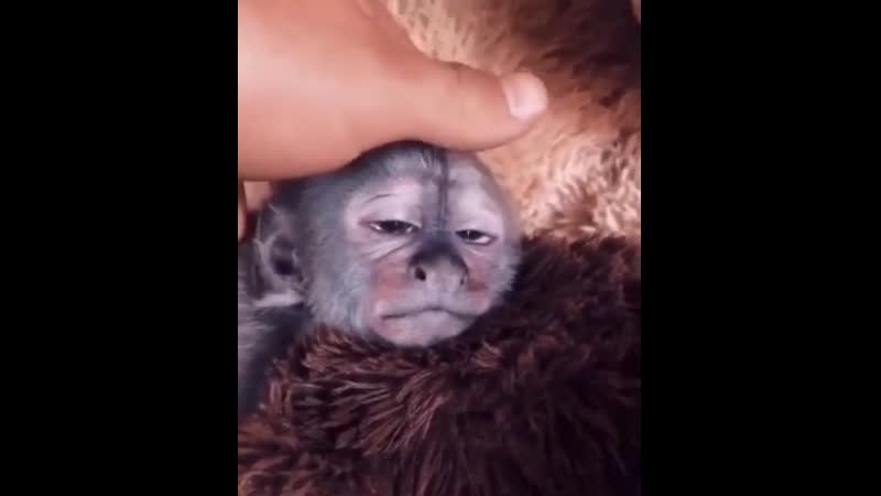 Ержан, вставай (vhs video)