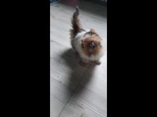 Девочка персидская помёт v