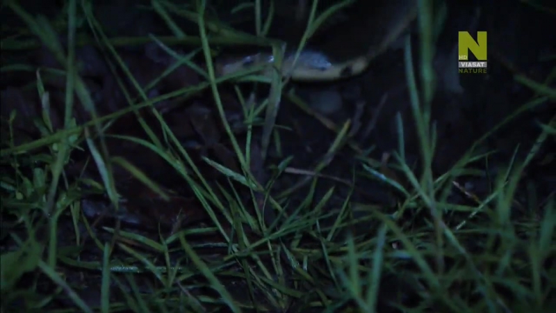 Слезы porn video – С водой и без воды 4 я серия казиранга слезы гималаев / life in the great wetlands (2014)