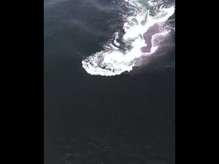 🔥 blue whale gulping up a meal and 10,000 gallons of water! 💙🐳🔥