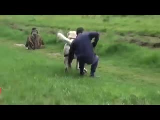 Volkodavy top 5 sobak sposobnyh v odinochku spravitsja s volk spaces im mp4