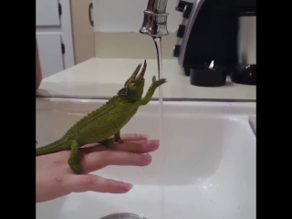 Chameleon fascinated by water tap
