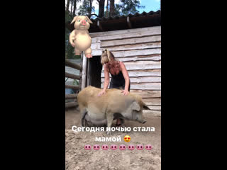 Манюня 🐷сегодня ночью🌘 стала мамой 🐽🐽🐽🐽🐽🐽🐽🐽#всемдобра #деколы #агроусадьбаnaturlich #агроусадьбадеколы