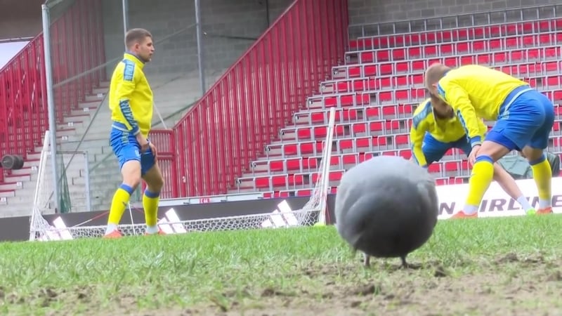 Японія україна якою була підготоа до матчу та думки про суперника