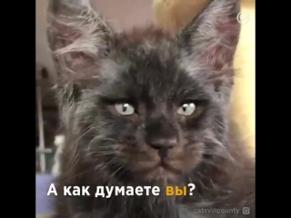 Котенок с человеческим лицом