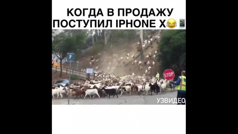 Бараны