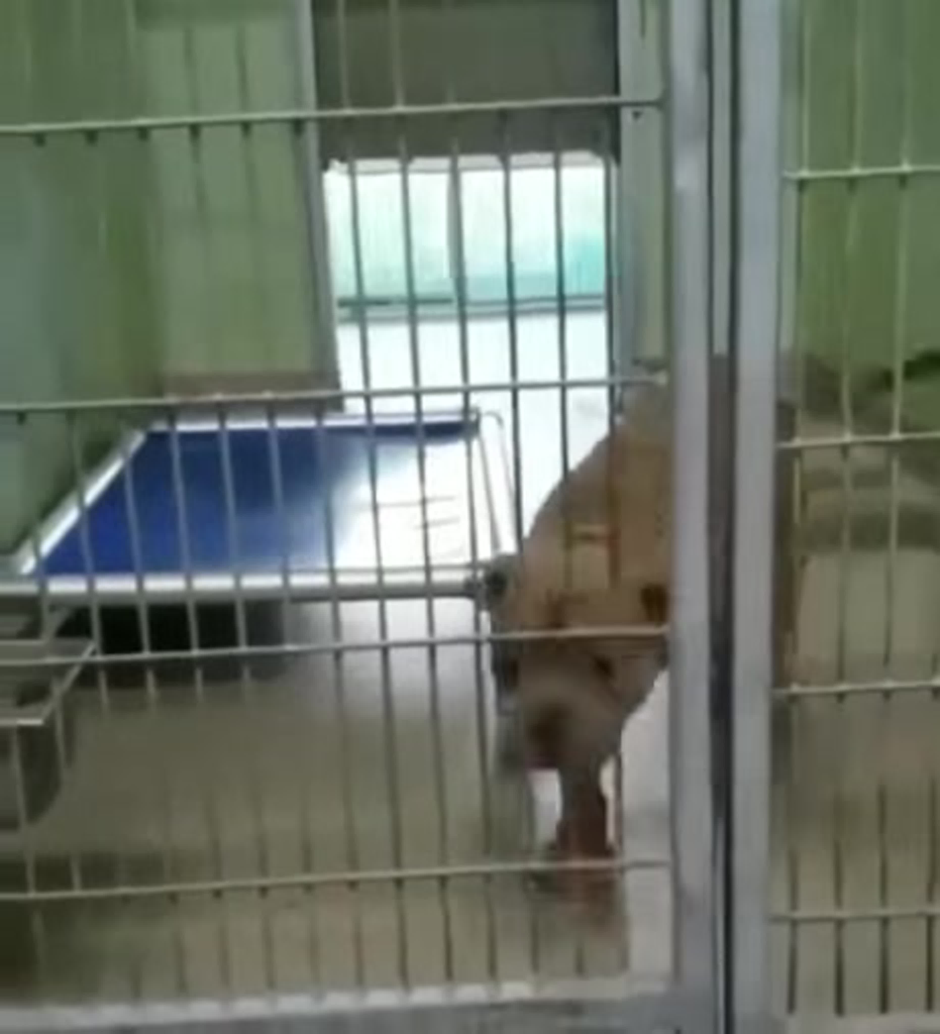 Little girl fell in love with a dog at the shelter and her mom adopted it  for her watch online