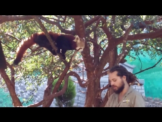 Billabong porn, port macquarie, nsw, australia red pandas