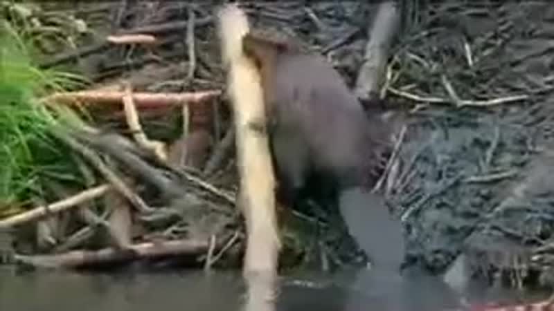 Бобёр строит плотину,j,`h cnhjbn gkjnbye