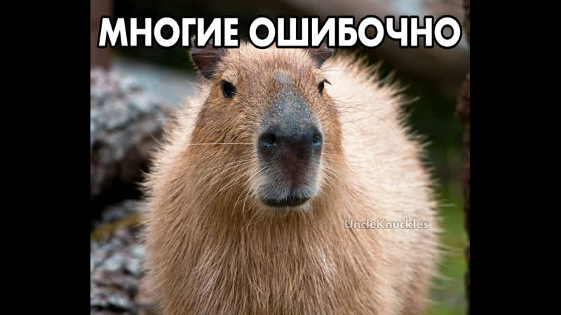 Многие ошибочно думают