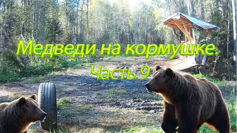 Рыбалка porn video – Медведь охота на медведя охота и рыбалка выпуск 9