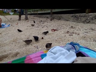 Наслаждаемся разнообразием клювов дарвиновых вьюрков на playa los alemanes, santa cruz, galapagos