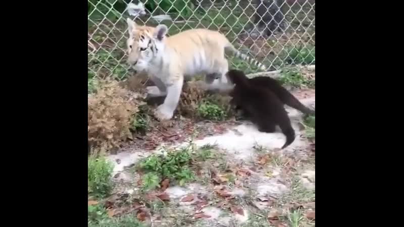 Littlе kitty gеtting harassеd by оttеr gang