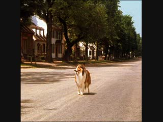 1966 лэсси путешественница / lassie the voyager